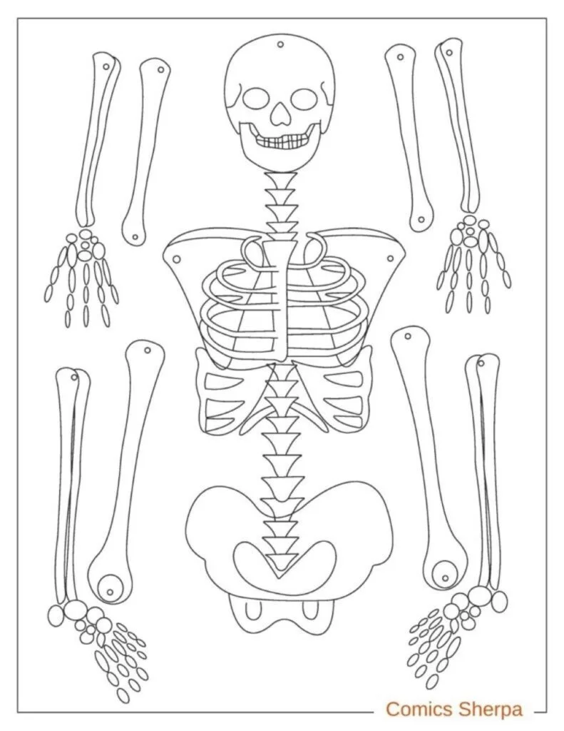 skull anatomy coloring page